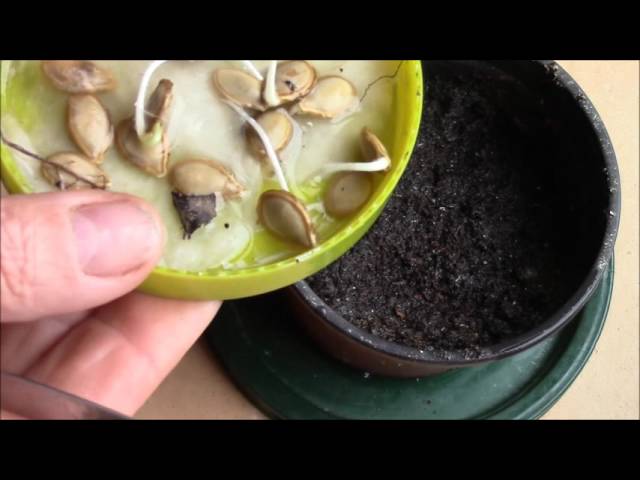 Через сколько прорастают семена кабачков. Модель растение из семени. Проращивание семян окружающий мир 3 класс. Индивидуальное развитие растений. Прорастание семян кабачка.