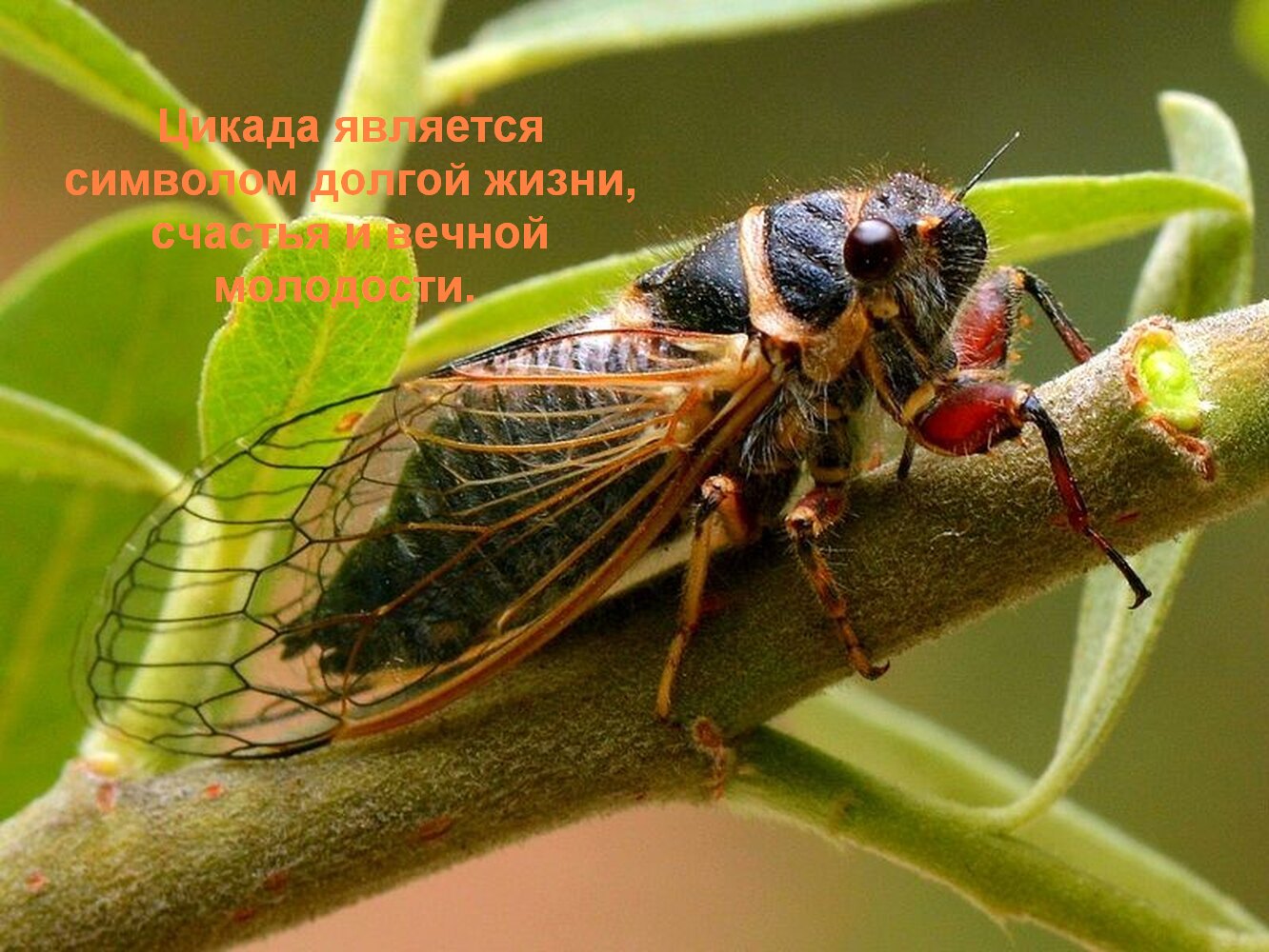 Цикады