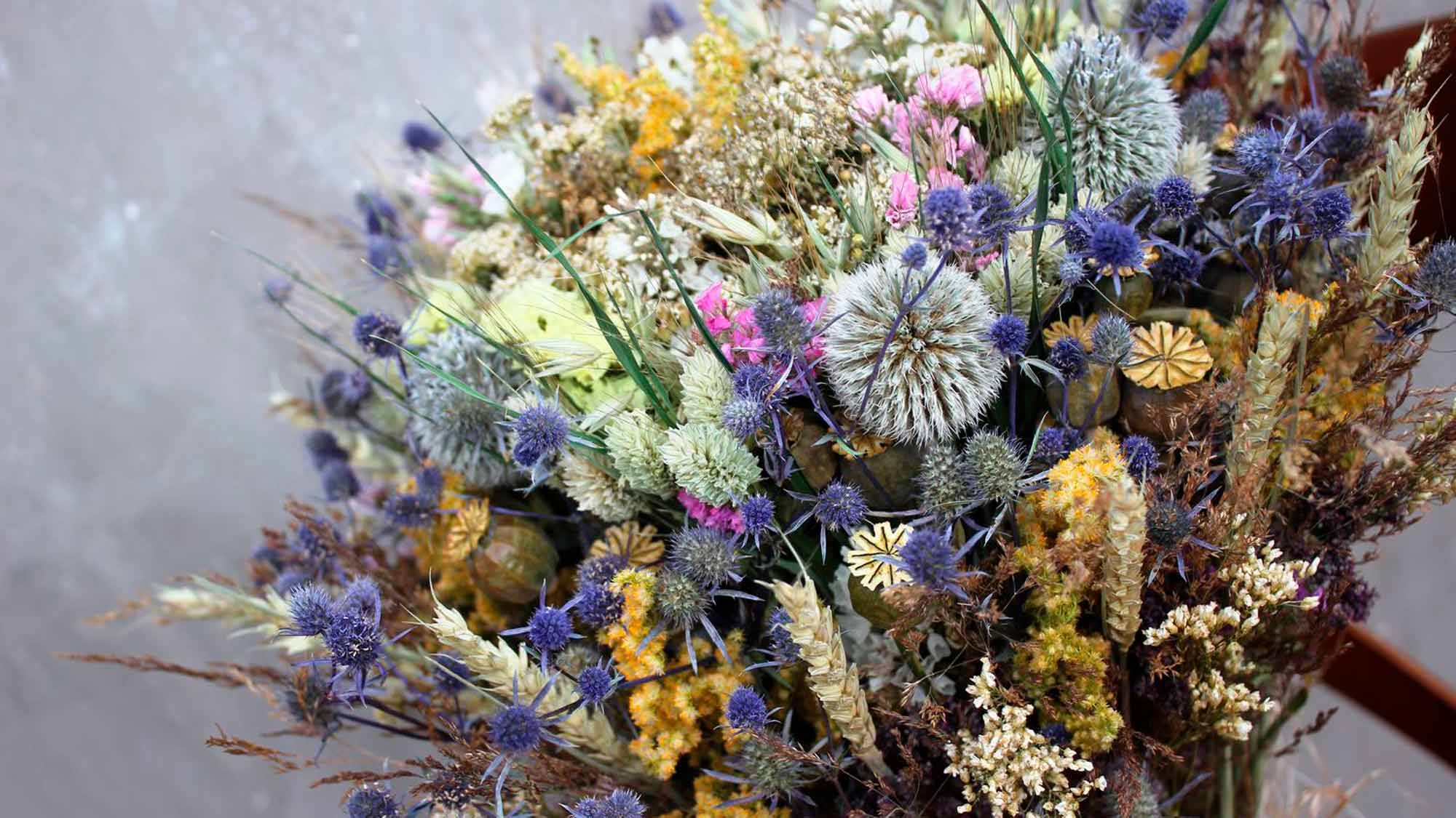 статица лимониум синуатум. засушенные цветы. сухоцветам нужна вода. сухоцветам нужна вода. сухоцветы названия.