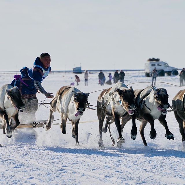 Народы севера ненцы. Люди великого севера. Люди великого севера. Люди великого севера. Федор конюхов упряжка.