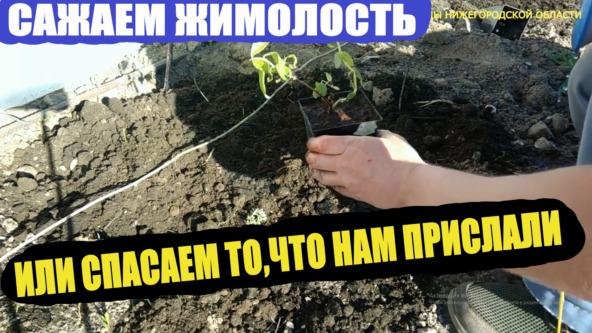 Можно ли в ноги жимолости посадить клубнику. Жимолость грунт для посадки какой нужен. Посадка. Жимолость посадка. Жимолость каприфоль саженцы.