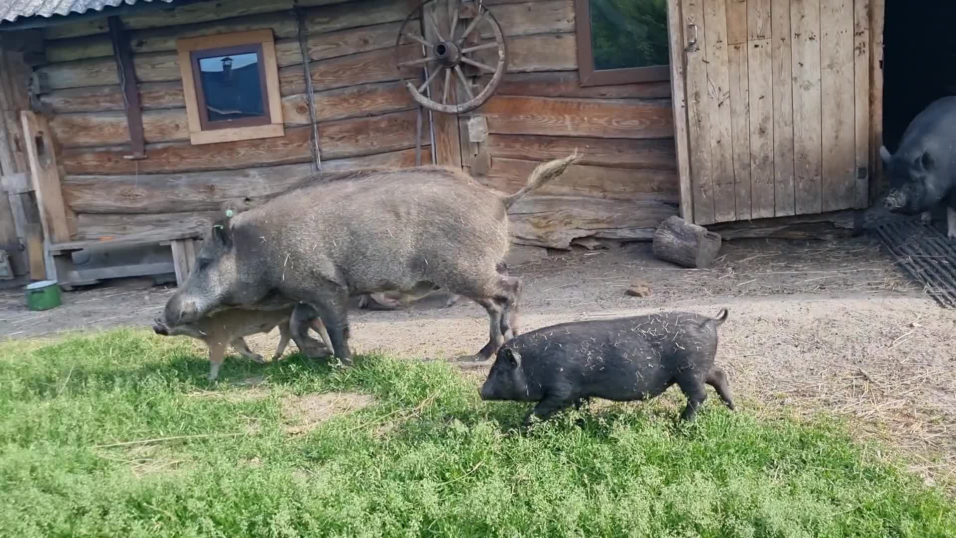 Видео черничного хутора сегодня. Черничный Хутор. Черничный Хутор последнее.