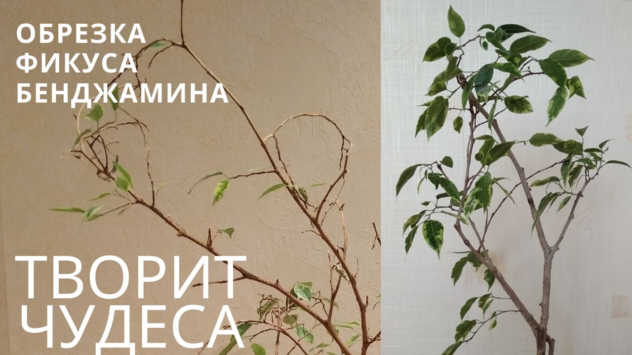 Обрезка фикуса Бенджамина. Фикус Бенджамина формирование кроны. Схема обрезки фикуса Бенджамина. Обрезка фикуса Бенджамина схема.