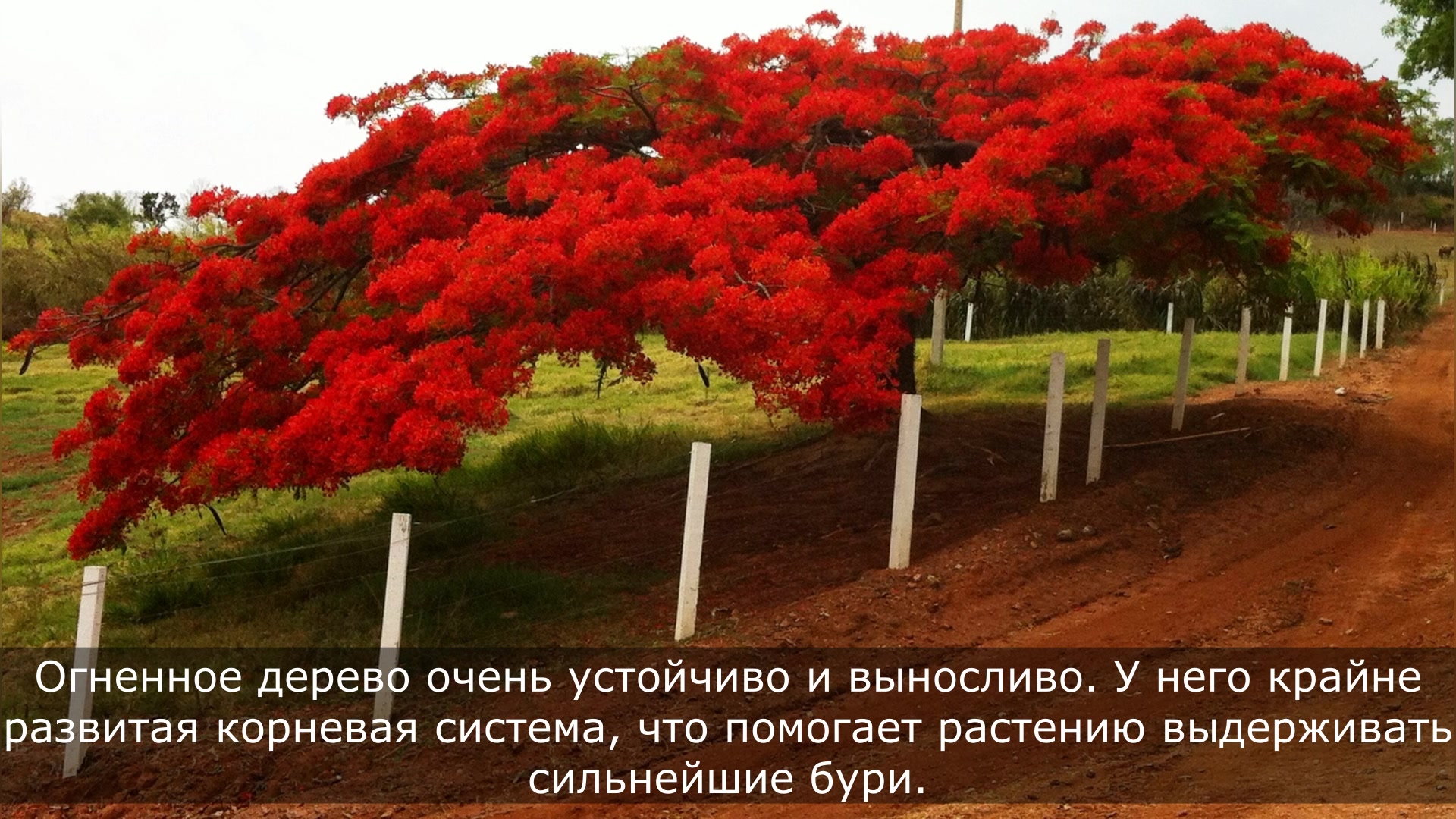 Красная трава и деревья. Королевский Делоникс дерево. Делоникс(Фламбоян) Королевский. Огненное дерево Делоникс Королевский. Делоникс Королевский семена.