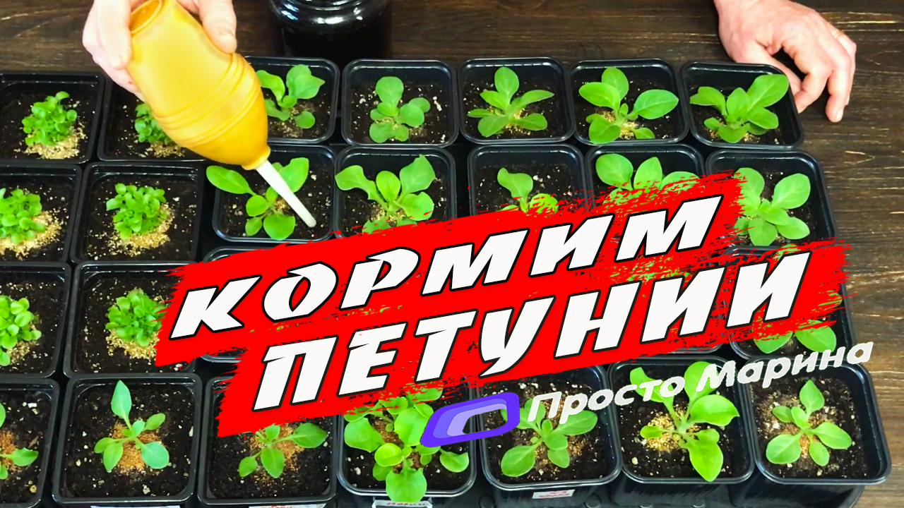 Чем подкормить рассаду петунии для роста. Когда и чем подкармливать рассаду петунии. Первая подкормка для рассады петуний. Как часто можно подкармливать рассаду петунии. Чем подкормить петунию в фазе 4 листочков.