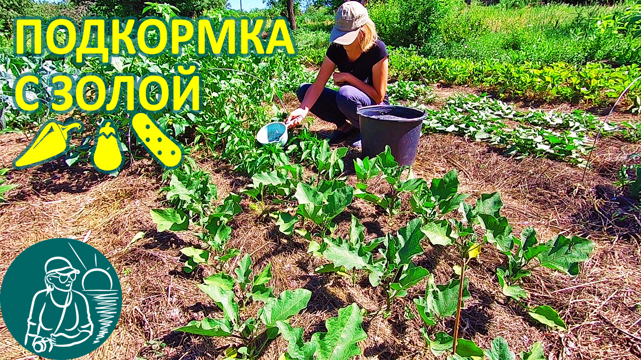 Огурцы зола подкормка нужна. Подкормка для рассады древесной золой. Подкормка огурцов золой. Удобрения для перцев August. Перцы подкормка в августе.