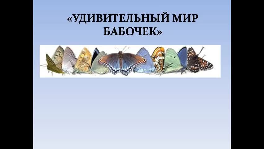 Проект удивительный мир бабочек