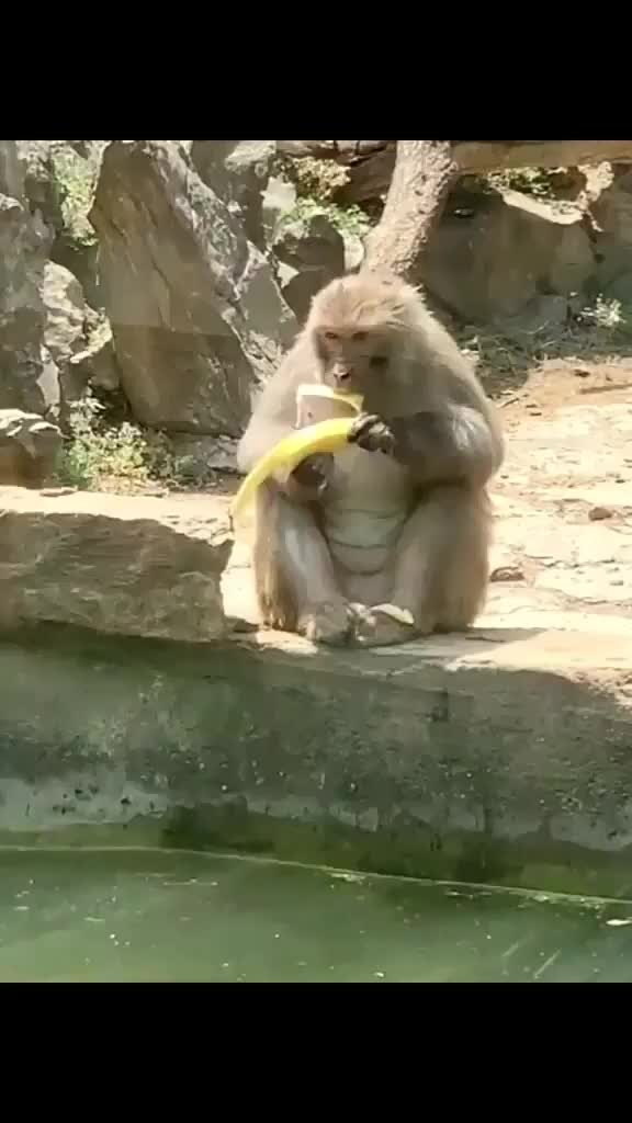 Не было печали дзен 230. Обезьяна с бананом гифка. Обезьяна лайн. Хищные обезьяны. Мартышки.