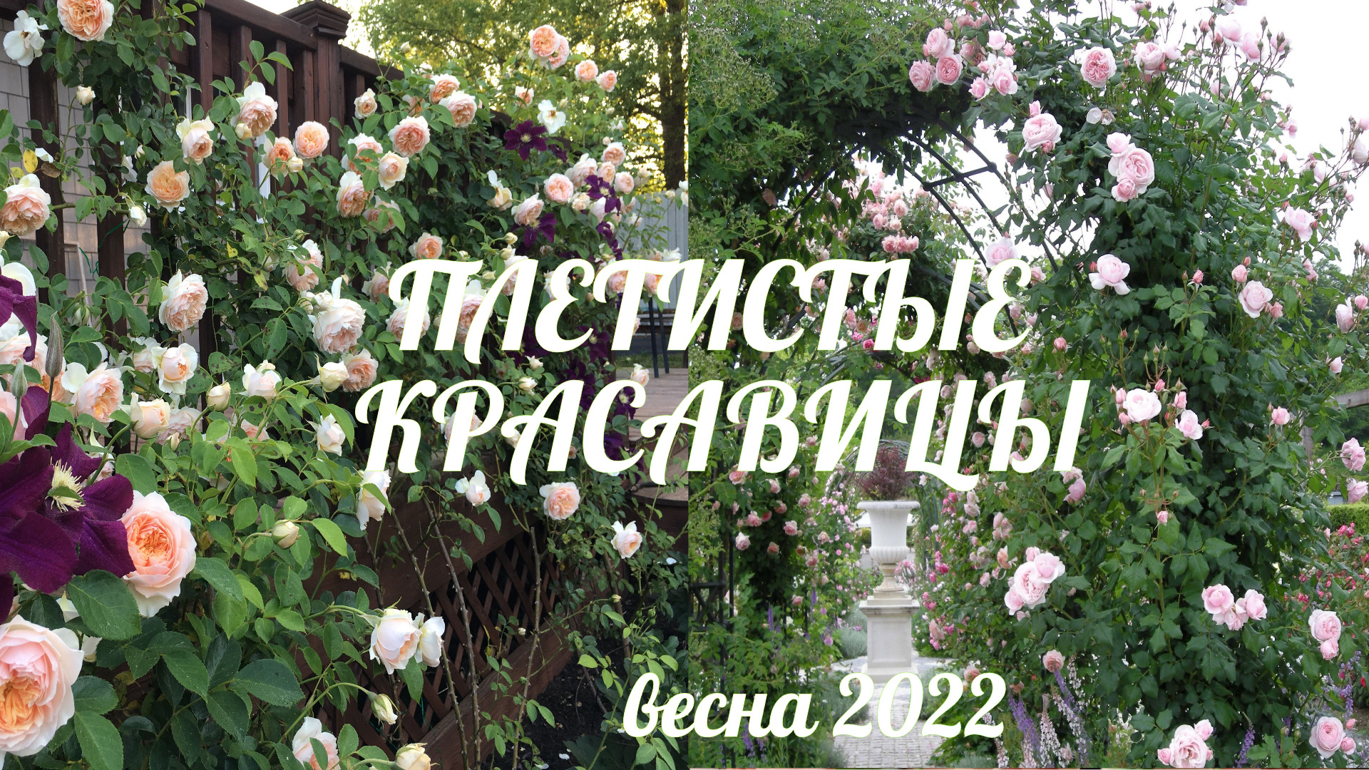 роза шраб карамелла. грэхам крокус роуз. крокус роуз остин. роза шраб карамелла (caramella). питомник мерирозес каталог на весну 2024 года.