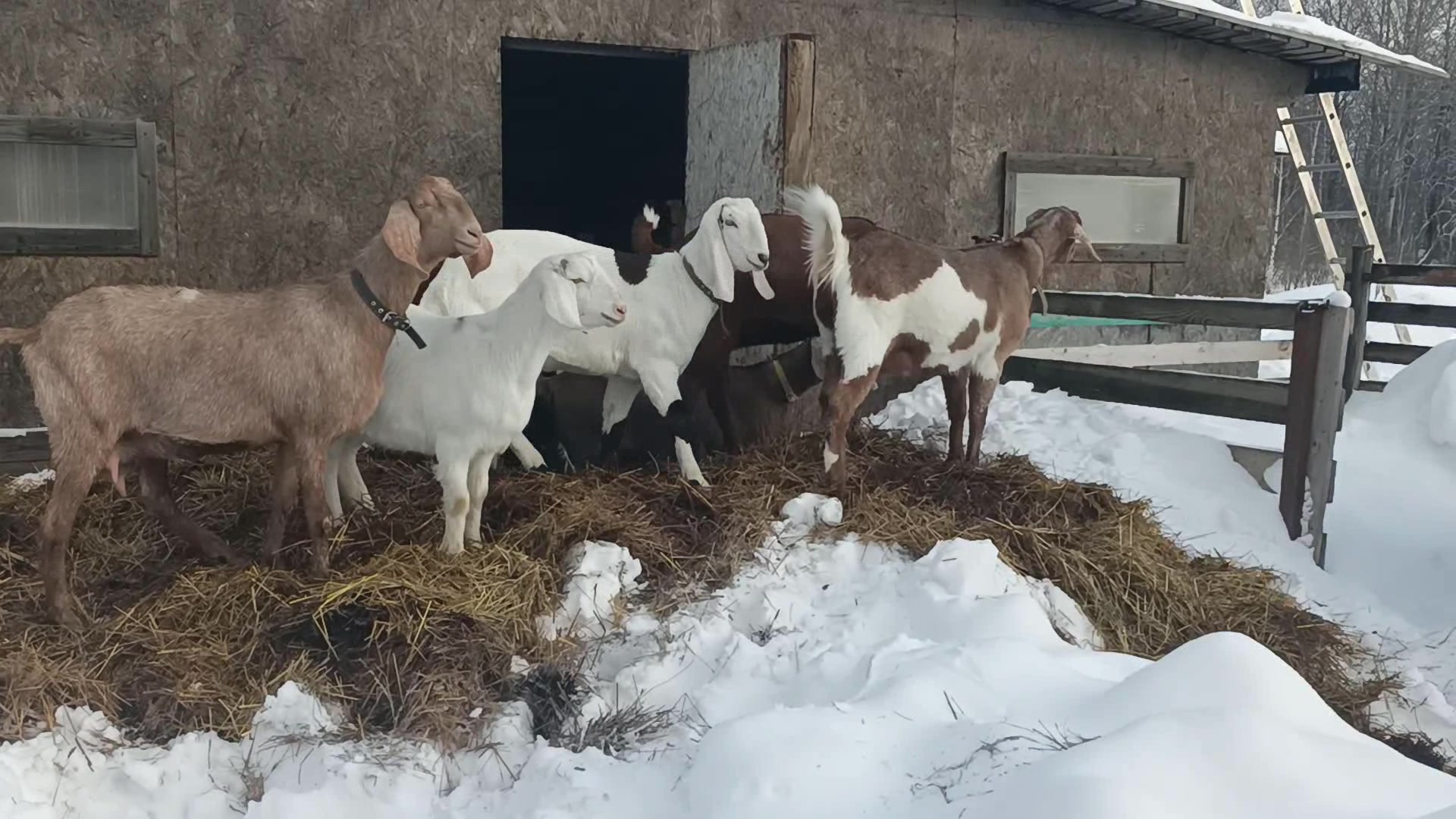 Усадьба белая коза дзен