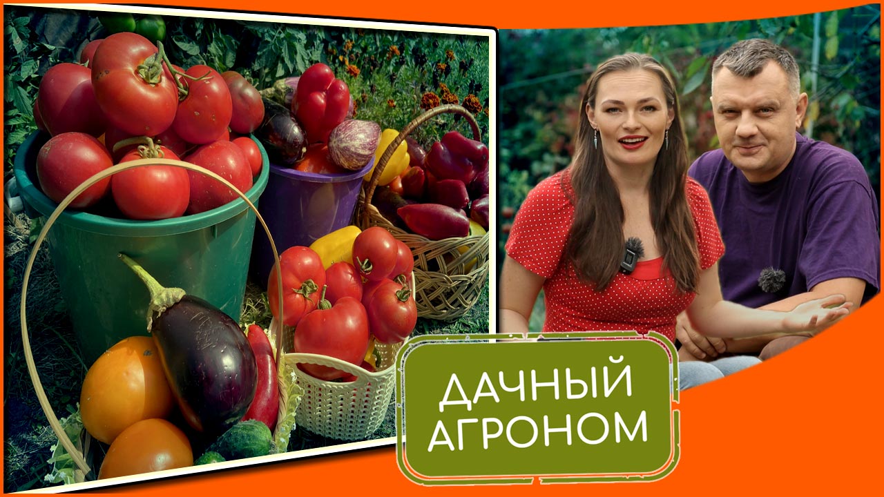 Новый агроном еще утром предупреждал что. Дачный агроном. Дачный агроном перцы. Дачный агроном слива.