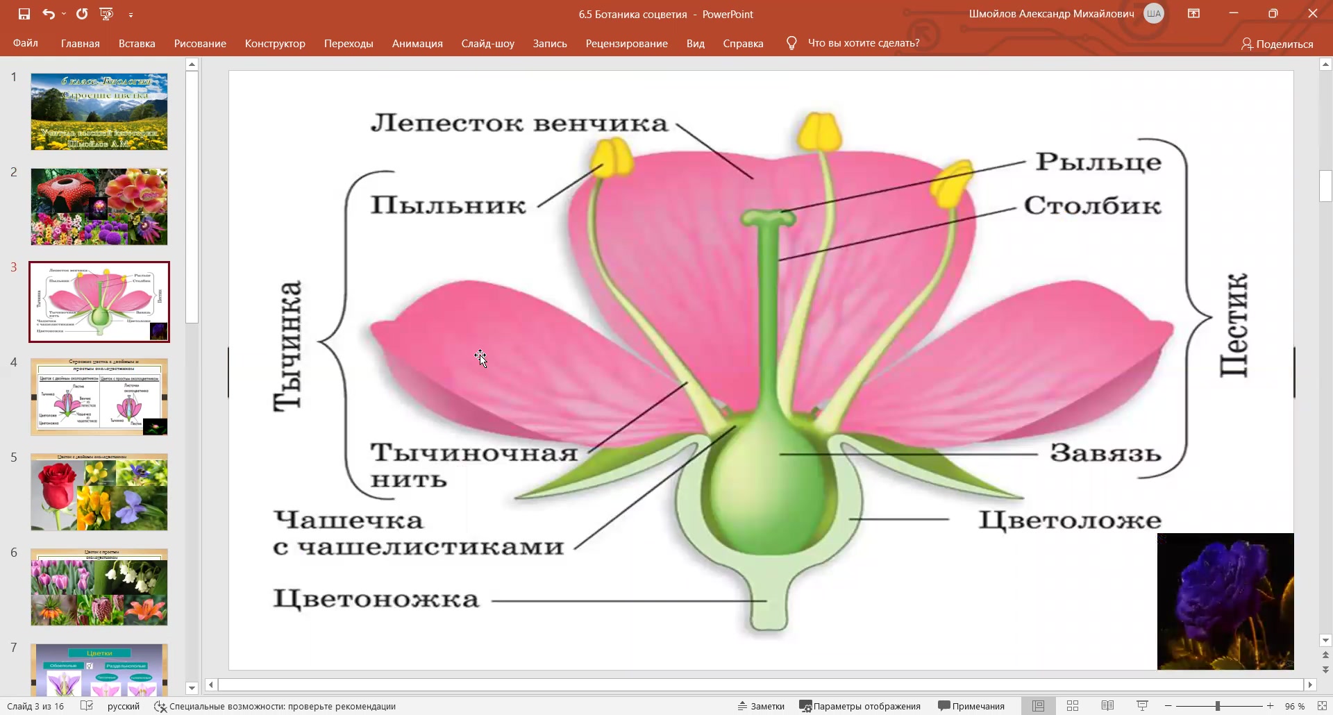 Строение цветка ботаника