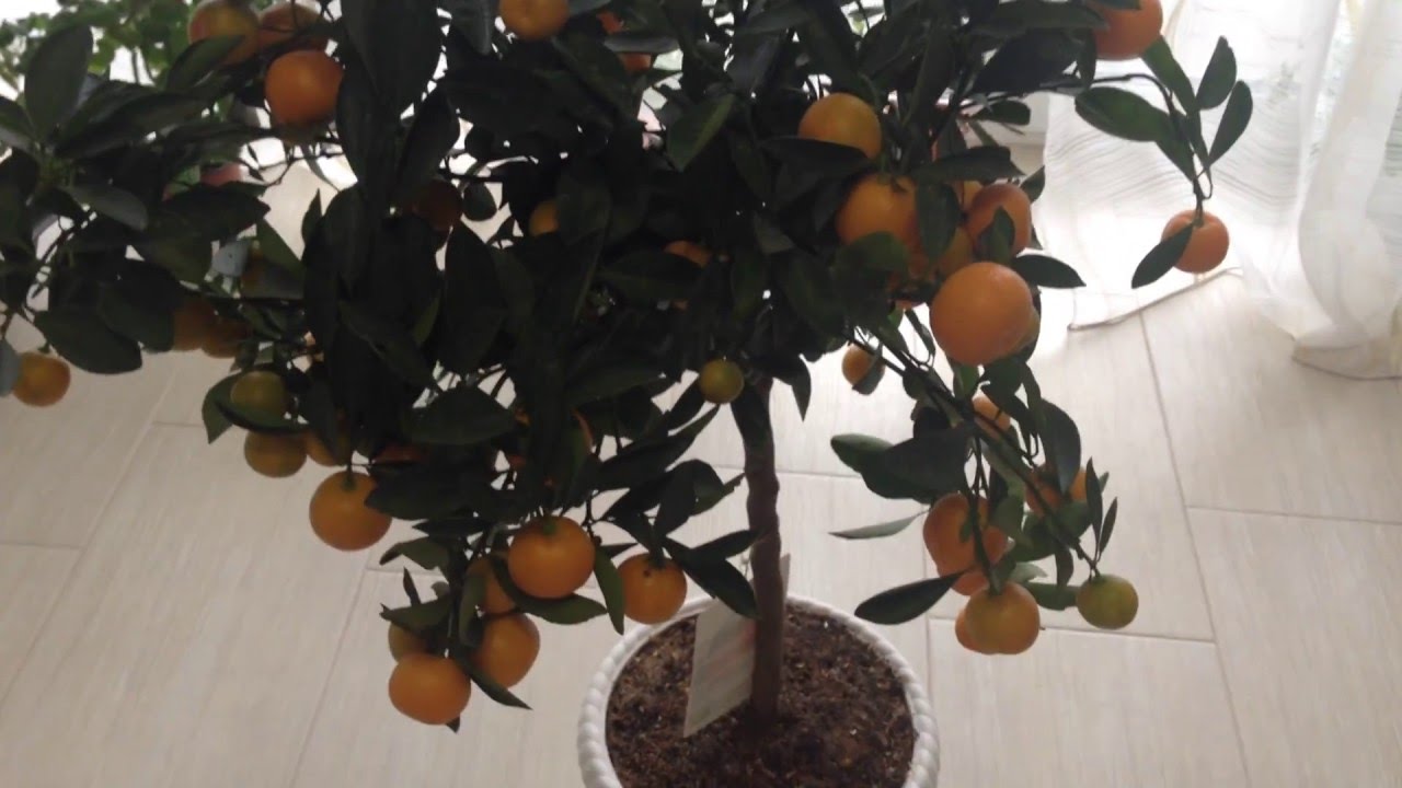 Маринков сергей цитрусовые. Карликовый мандарин дерево. Плодоносящий мандарин комнатный. Мандарин померанец комнатный. Мандарин из косточки.