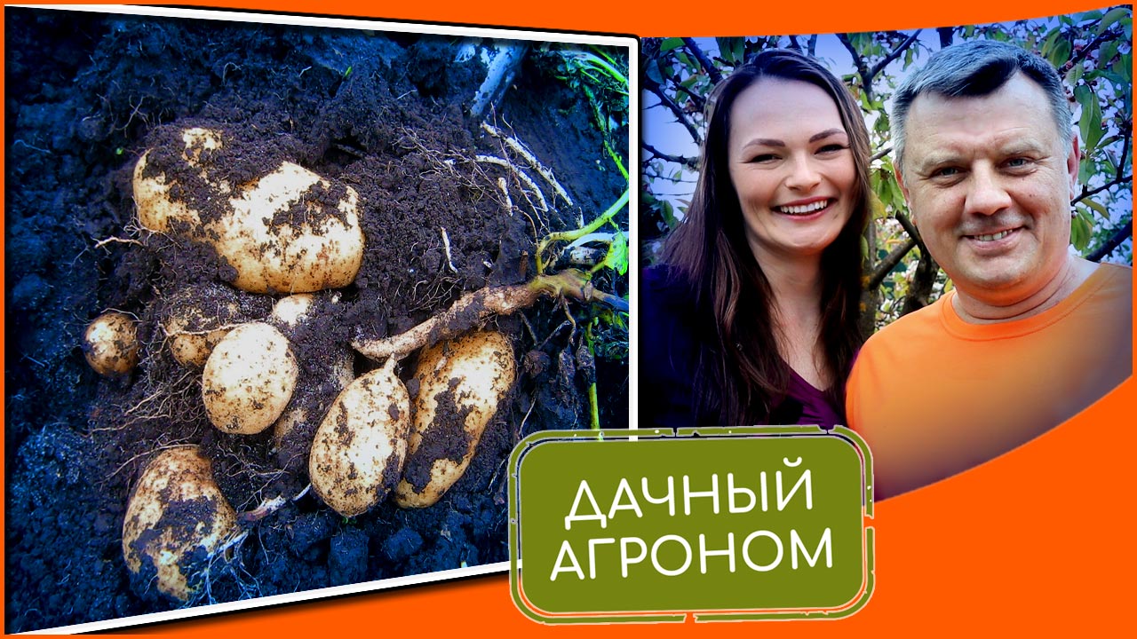 Дачный агроном фото. Посадка картофеля под солому или сено. Дачный агроном картофель. Дачный агроном грисюк. Дачный агроном посадка картофеля.