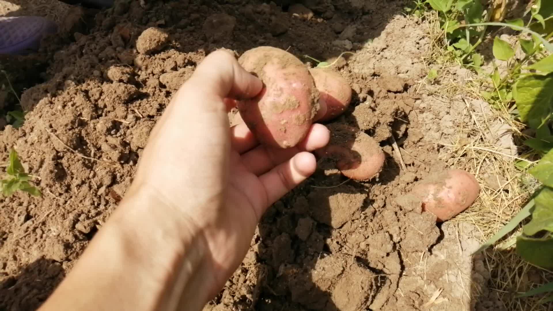 выращивание картофеля в органических коробах