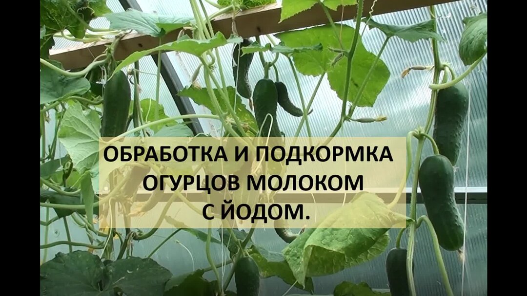 Подкормка огурцов сывороткой с йодом. Подкормка огурцов молоком. Подкормка огурцов молоком и йодом. Как подкормить огурцы молоком и йодом пропорции в открытом грунте. Молоко и огурец что будет.