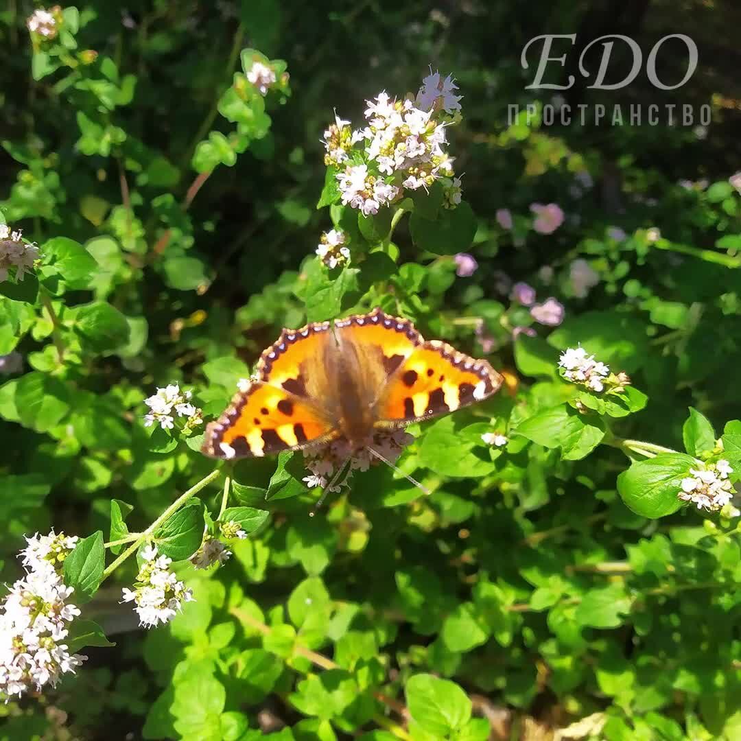 До свидания июнь. Июлька. Июлька. Июлька. Июлька.