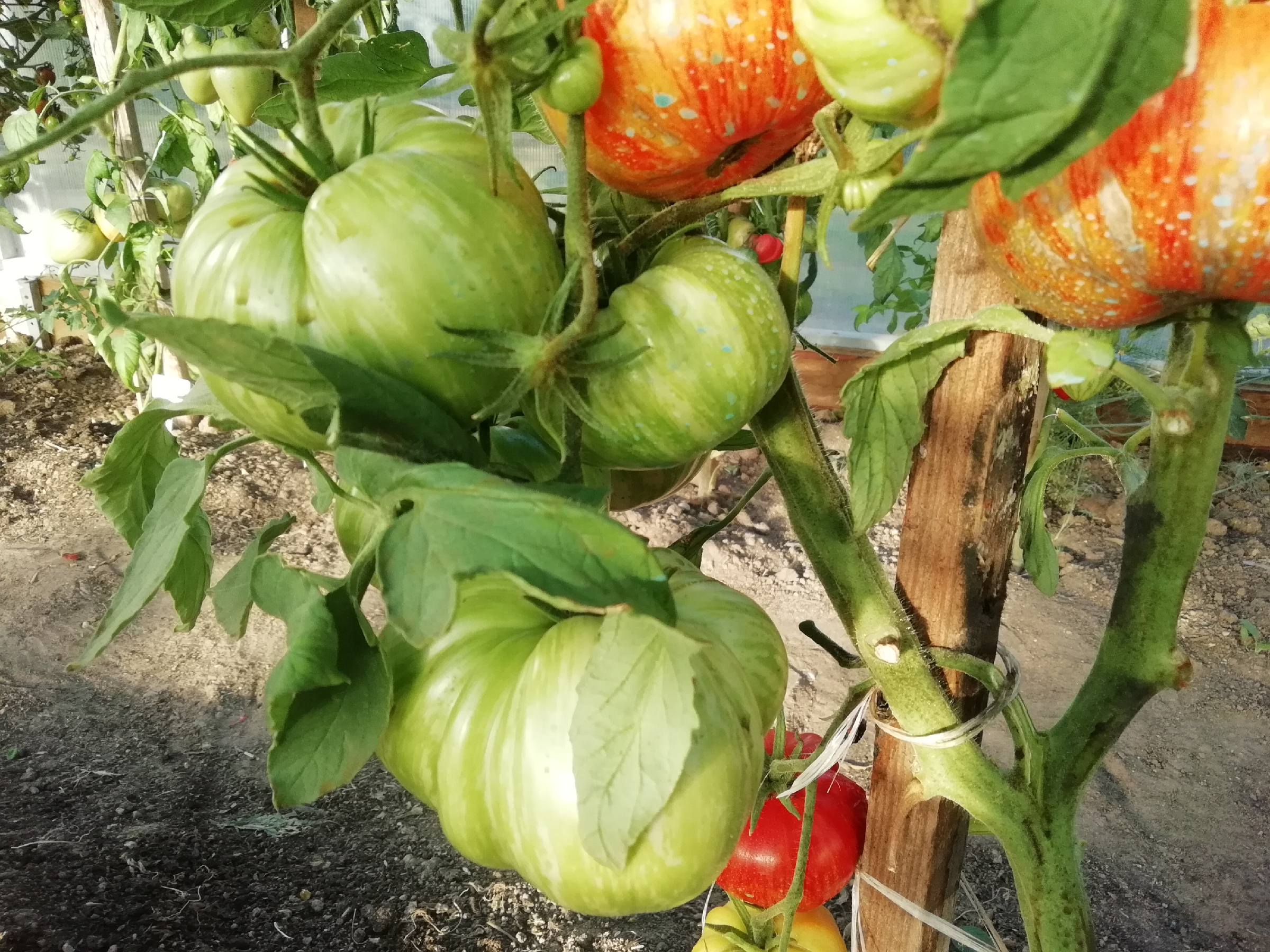 Томат джаз восход. Томат санрайз джаз. Томат джаз розовый. Сорт томата джаз радужный. Томат санрайз джаз.