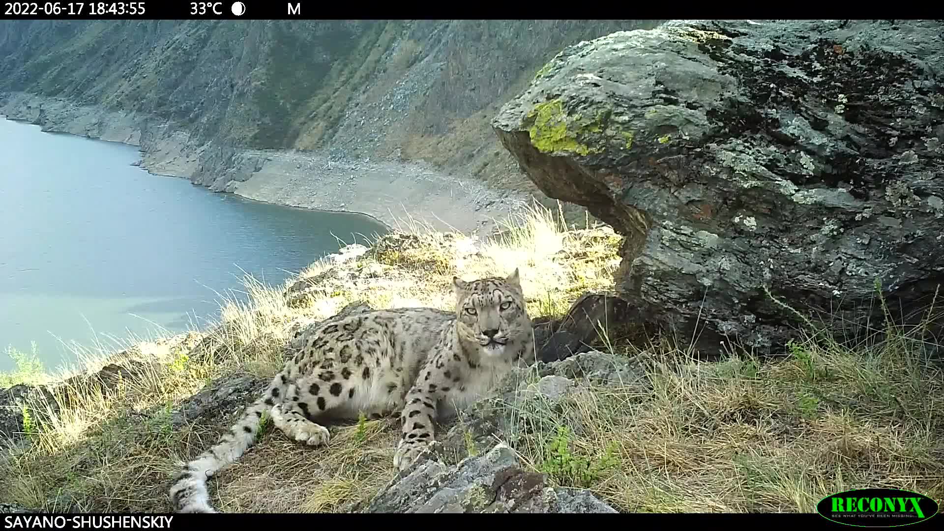 Снежный барс саяно шушенского заповедника. Саяно-шушенский заповедник снежный барс. Саяно-шушенский заповедник снежный барс. Снежный барс какой заповедник. Ирбис в саяно-шушенском заповеднике.