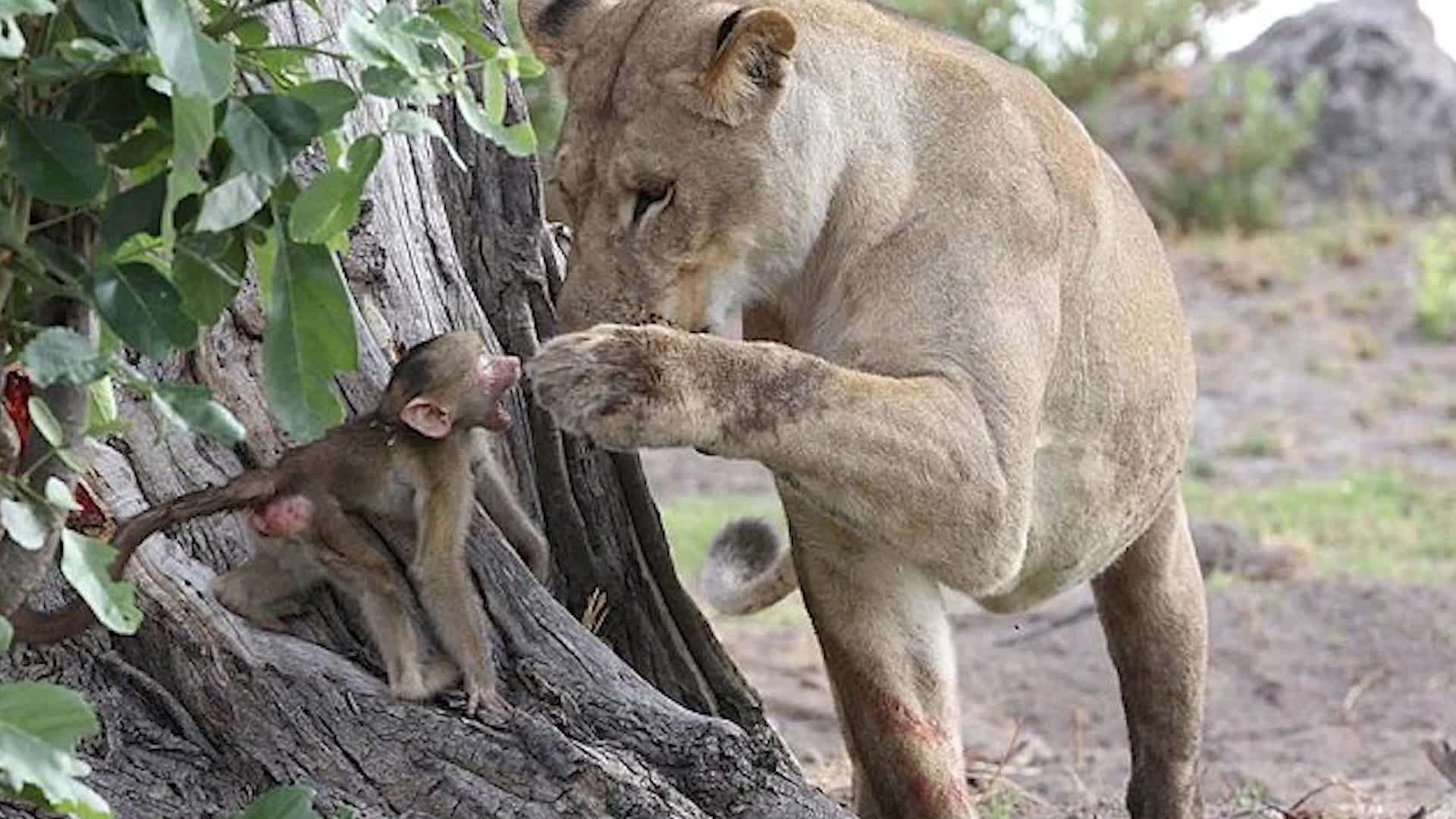 Кенгуру в австралии. Необычное поведение животных. Крокодил гавиал детеныш. Охота гиены на антилопу гну. Странное поведение животных.