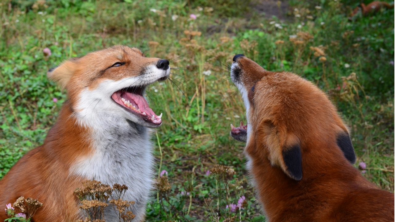 Как говорит лиса звук. Я лиса. Свити Фокс. Sweety Fox.