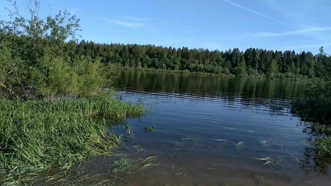 Река поим. Тихая река. Болото у реки Сухона. Медленная река. Тихая медленная река.