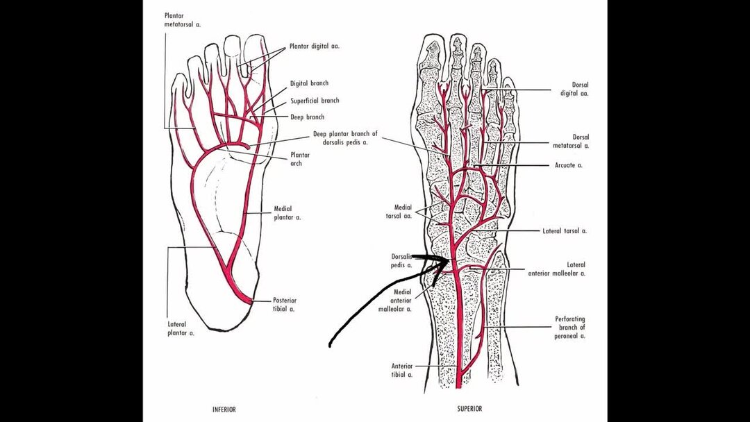 Пульсация артерий стопы. Артерии стопы анатомия. Топография стопы. Проекционные линии основных артерий стопы. Укажите места расположения тыльной артерии стопы.