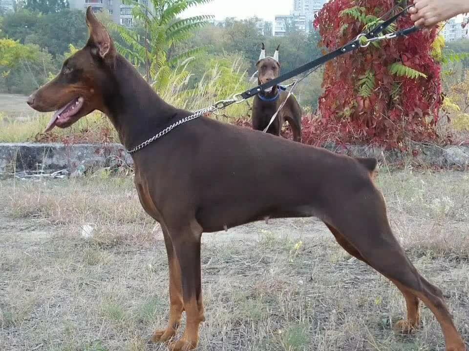 Изабелловый доберман