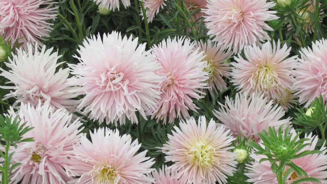 Сею астры. Астра кустарниковая семена. Астра карликовая микс. Сорта астр для посева под зиму. Сею астры.