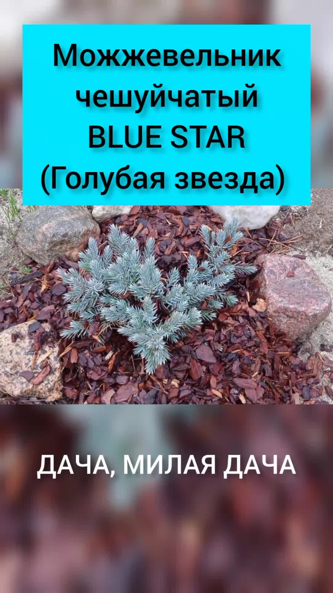 ДАЧА, МИЛАЯ ДАЧА | Можжевельник чешуйчатый BLUE STAR ( Голубая Звезда).  Описание и посадка | Дзен