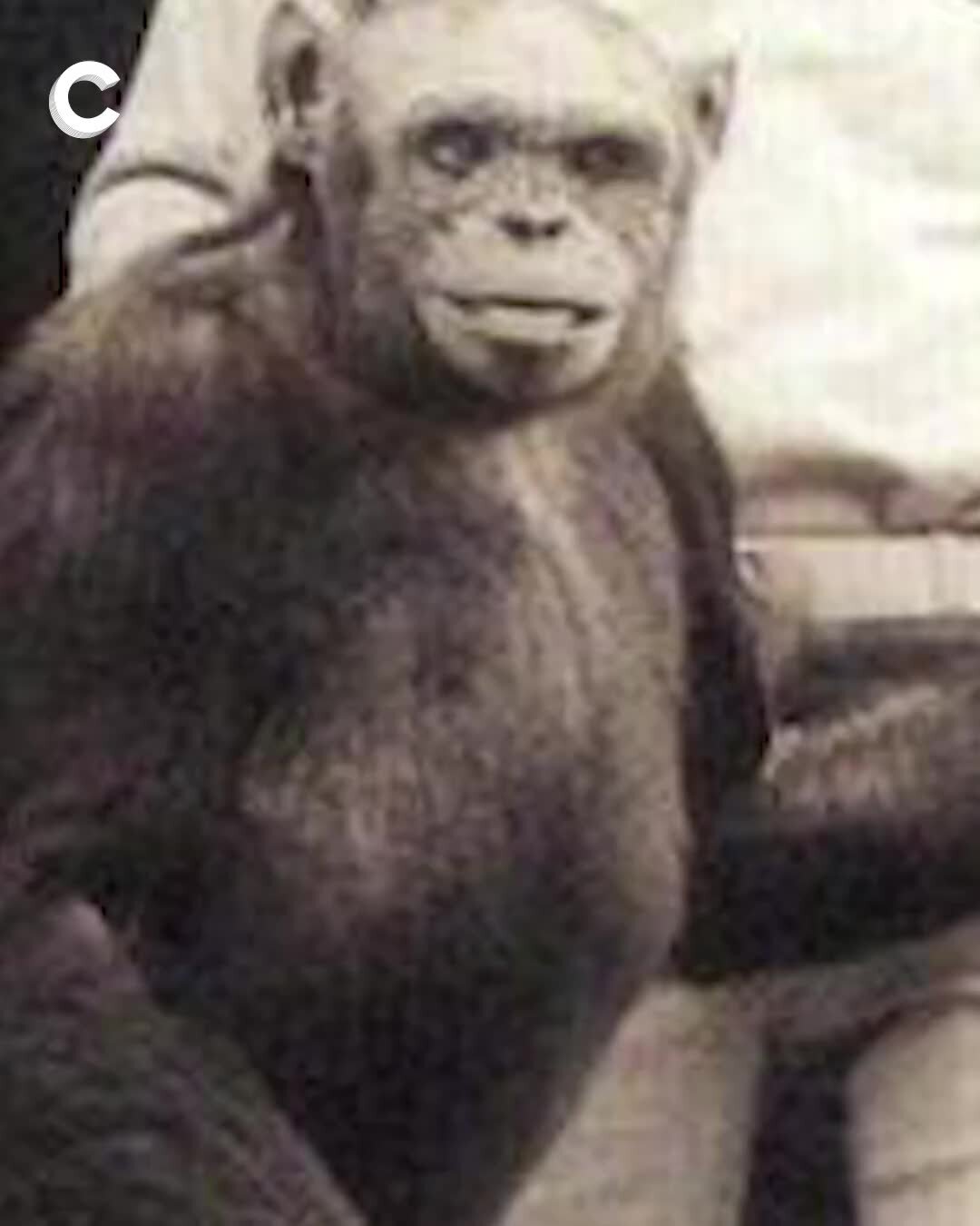 гибрид человека и обезьяны. шимпанзе оливер получеловек. оливер обезьяна человекообразная. гибрид человека и обезьяны. гибрид человека и обезьяны.