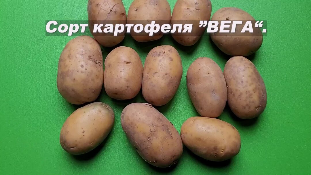 Сорт картошки вега