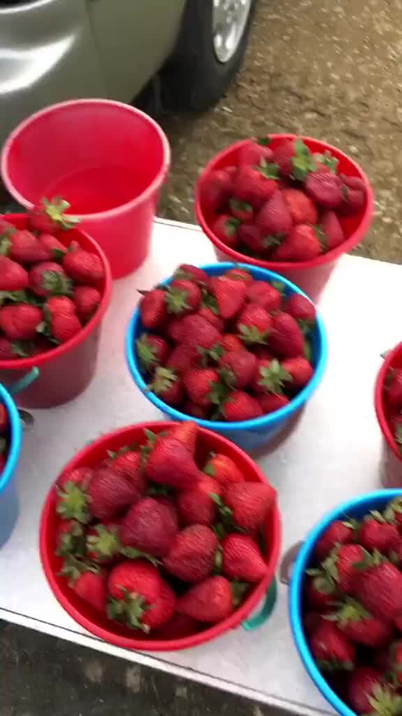 дети собирают ягоды. сбор дикорастущих ягод. что взять в ягоды. ведро с лесными ягодами. идеи для пикника с фруктами.