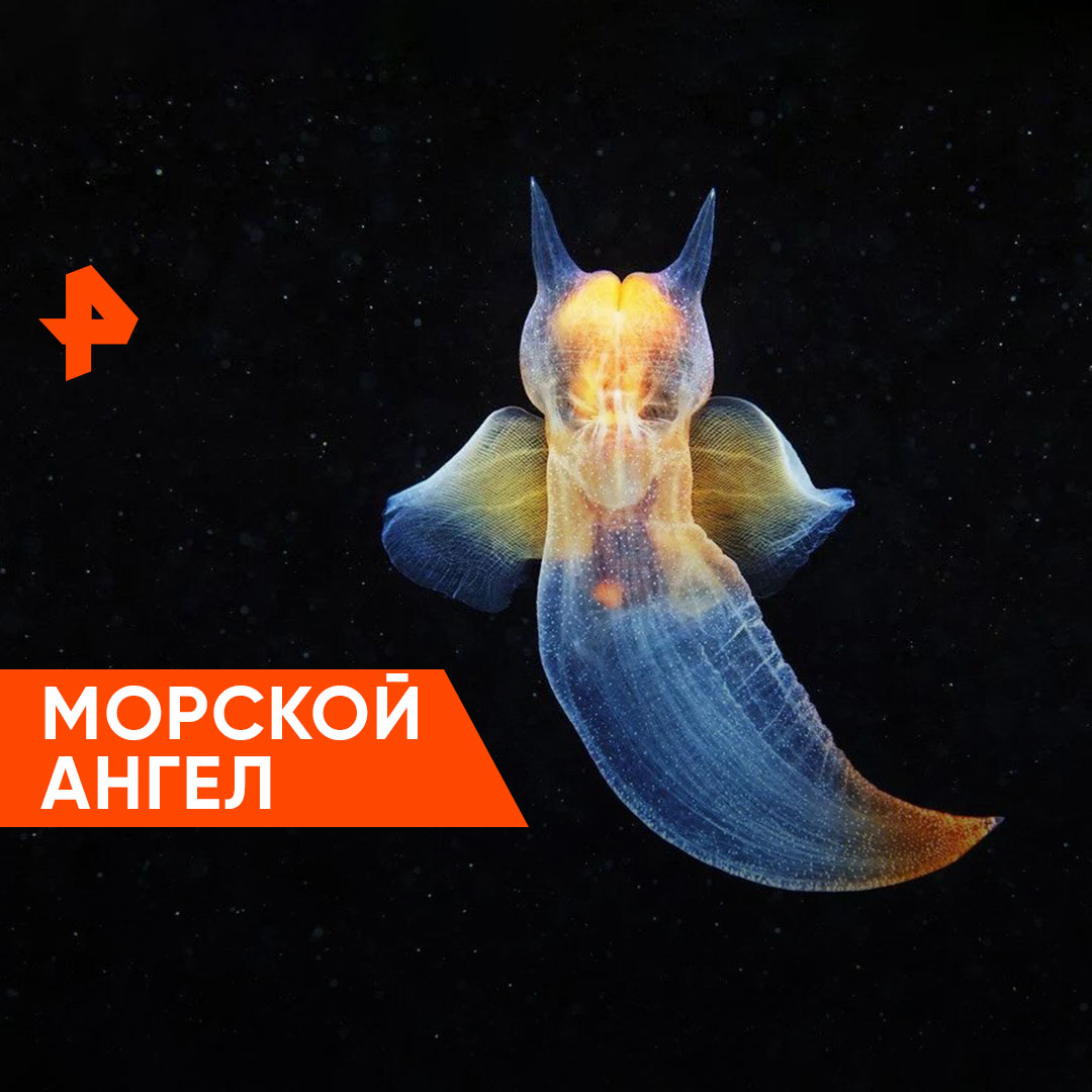 Морской ангел