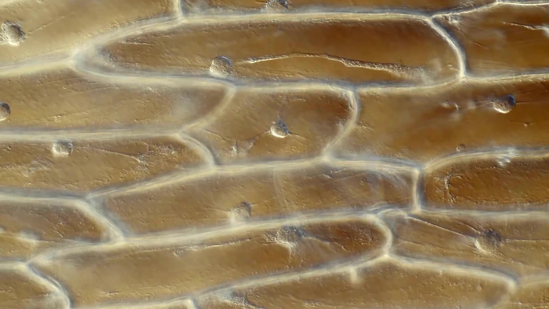 раст клетка под микроскопом фото 51