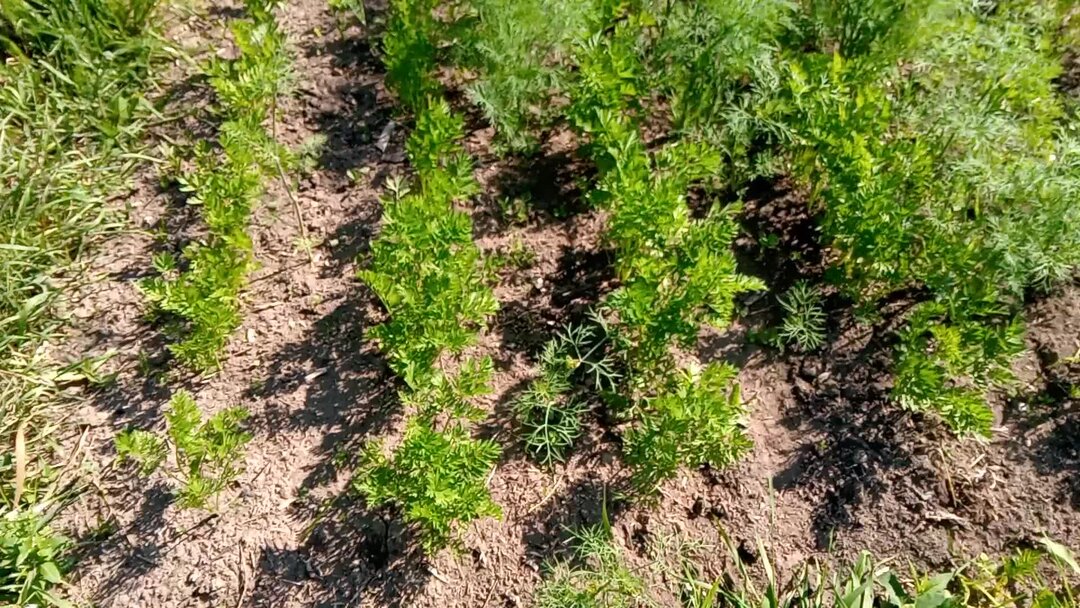 Рядом с укропом сажать. Посев моркови на огороде. Посадка моркови в колхозе. Схема посадки укропа. Морковь посевной препарат.