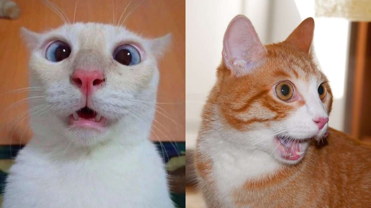 приколы с животными 2022 прикольная озвучка. озвучкой кошка. смешные кошки с озвучкой. коты с озвучкой. приколы про котов с озвучкой.