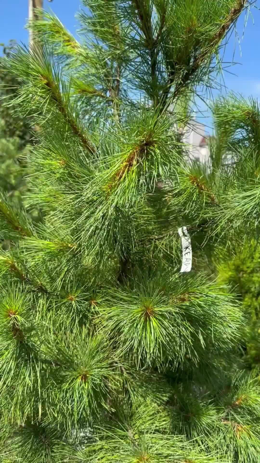 Хвоя центр