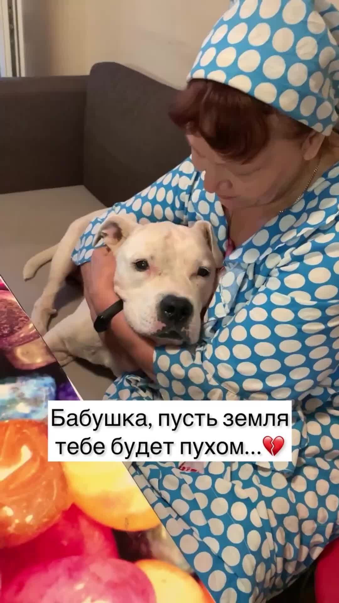 Stafford Rocky | Бабушки нет с нами…💔 Спасибо всем, кто любил смотреть с  ней видео, кто за неё переживал… Она очень любила Рокки, теперь они  вместе...💔 | Дзен