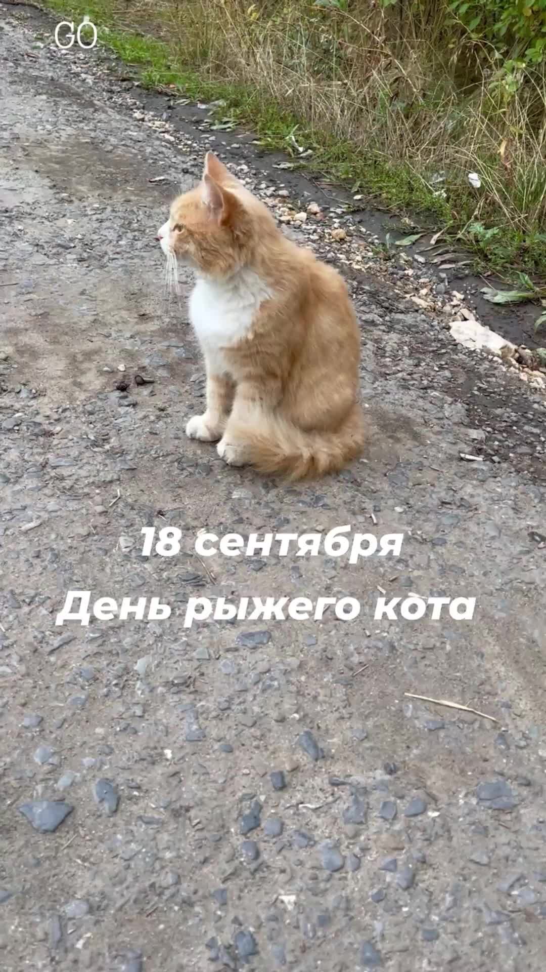 Картинки с днем рыжего кота