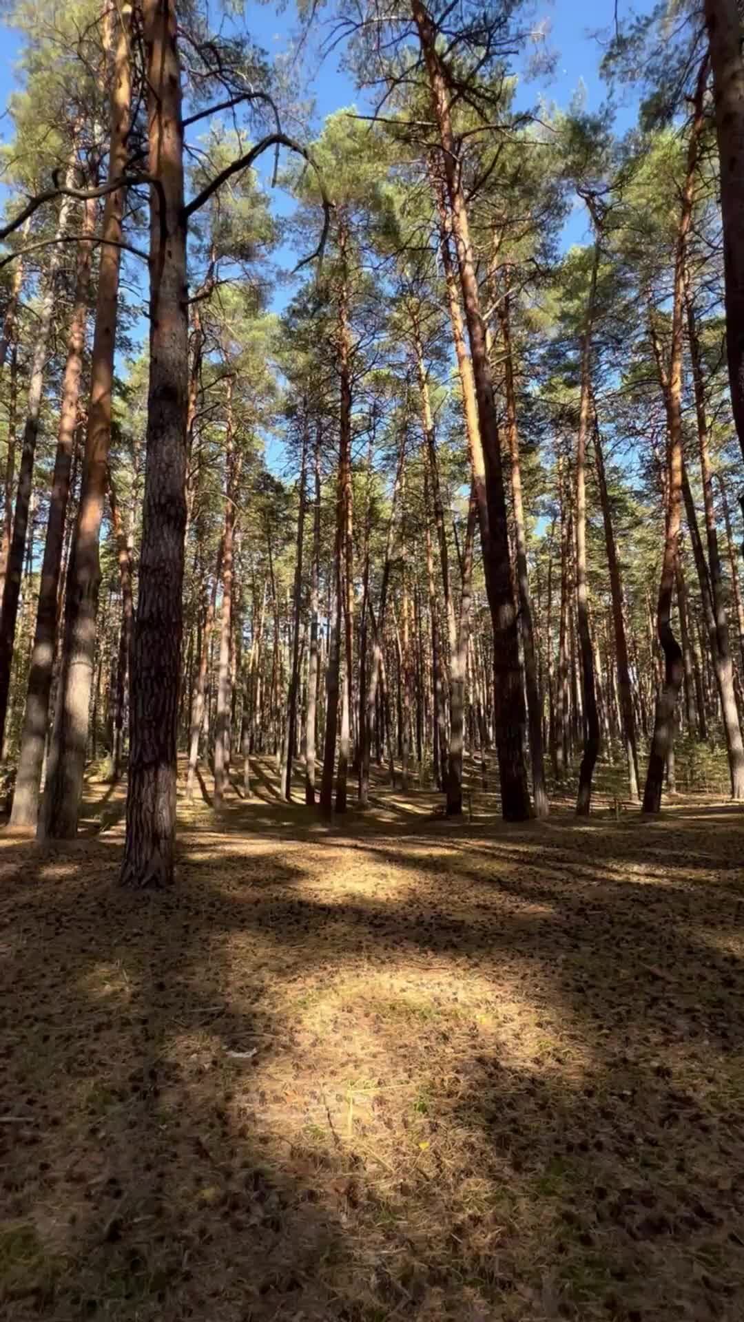 Анастасия | #видео #фон #лес #пейзаж | Дзен