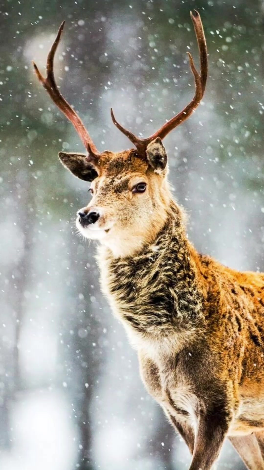 Фотка оленя. Белохвостый олень пятнистый. Пятнистый олень. Красивый олень. Самый красивый олень.