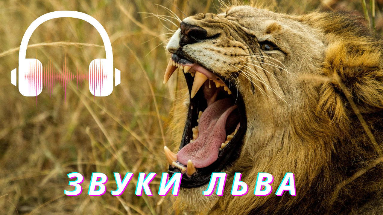 Звуки львов слушать