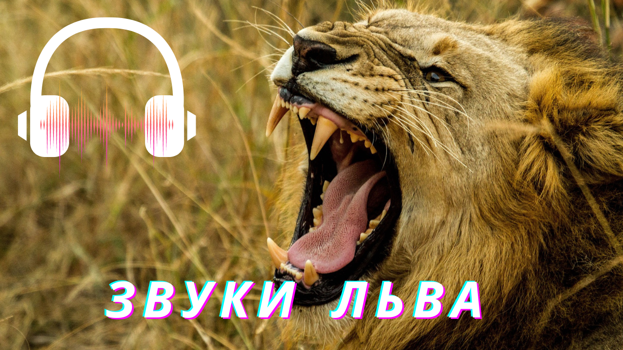 Рык льва звук