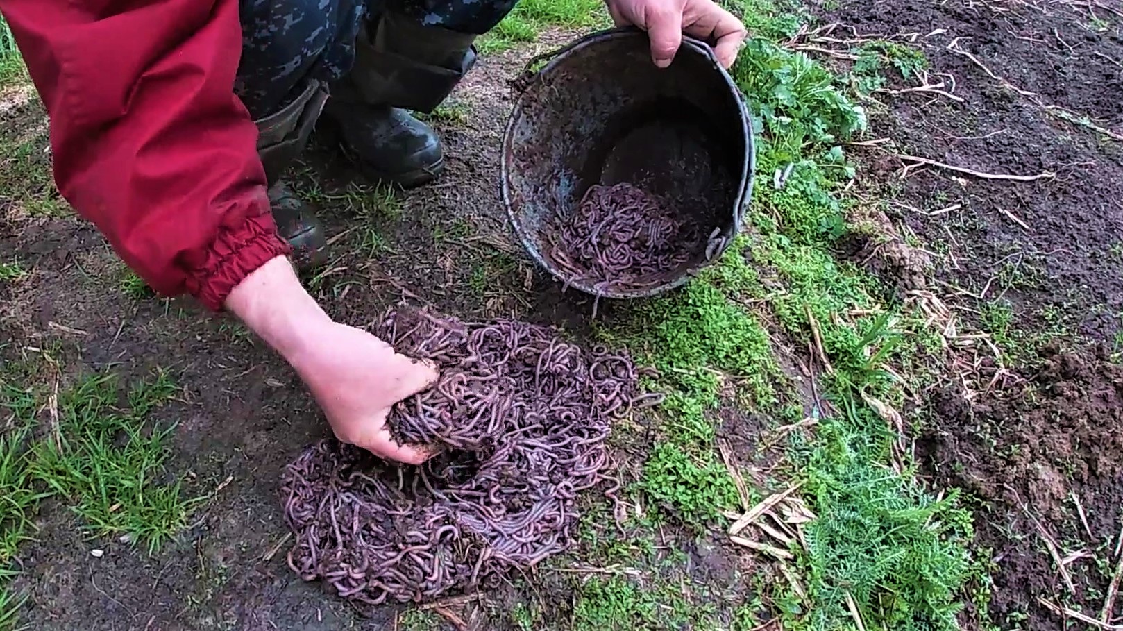 Накопать червей для рыбалки. Как копать червей. Как копать червей. Где копать червей для рыбалки. Копание дождевых червей.