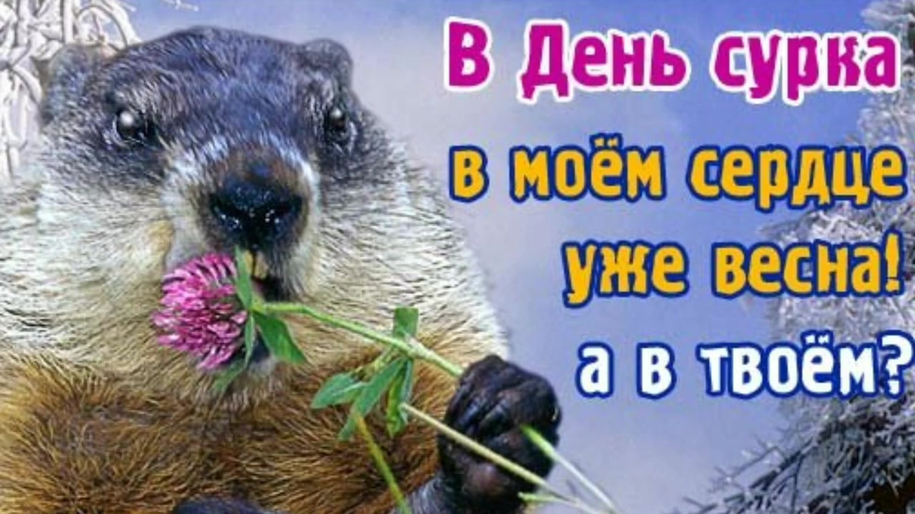 2 февраля день сурка. 02. победа в сталинградской битве. день ы 2 февраля картинки. день ы 2 февраля картинки.
