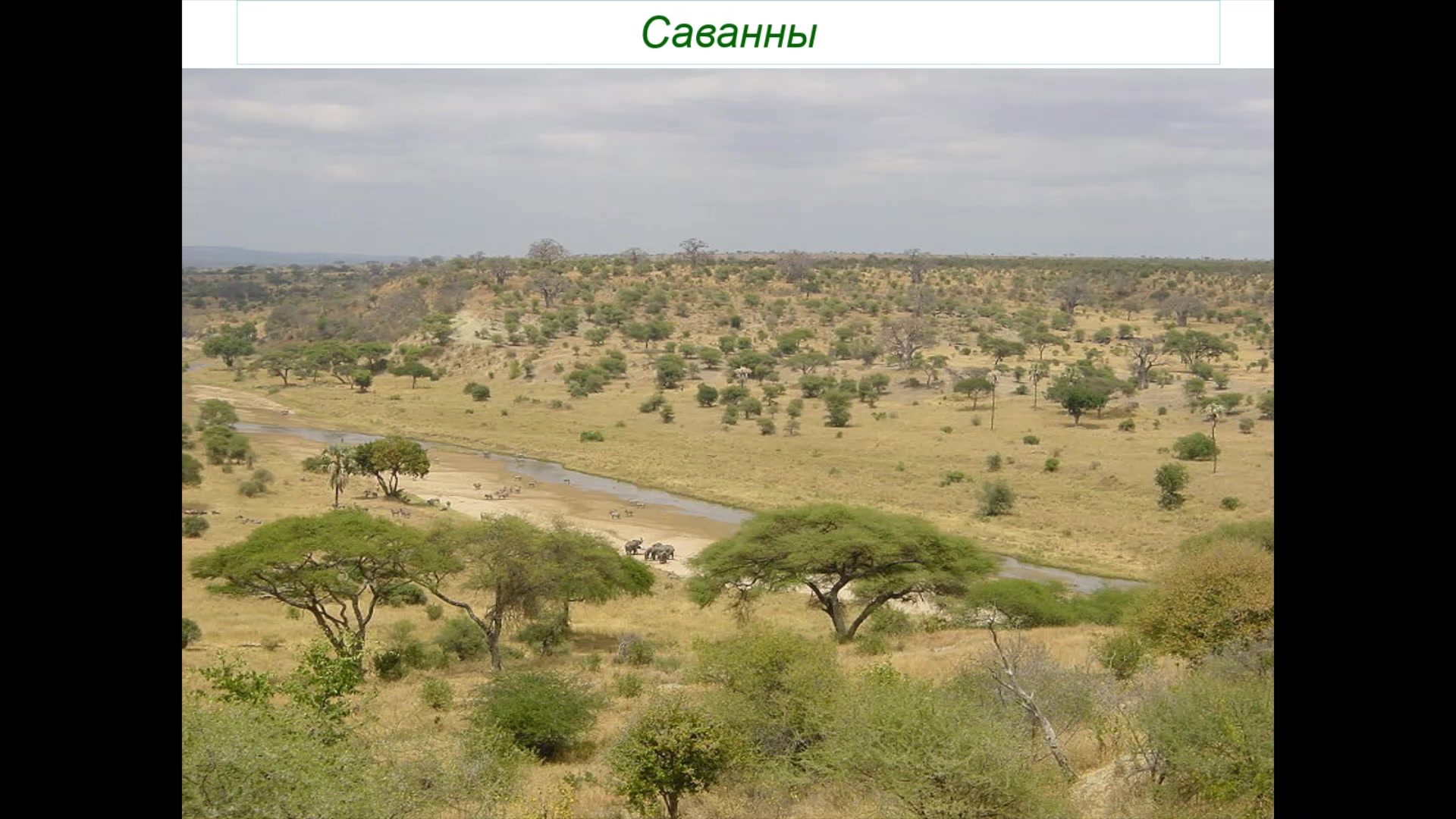 Саванны и редколесья животные