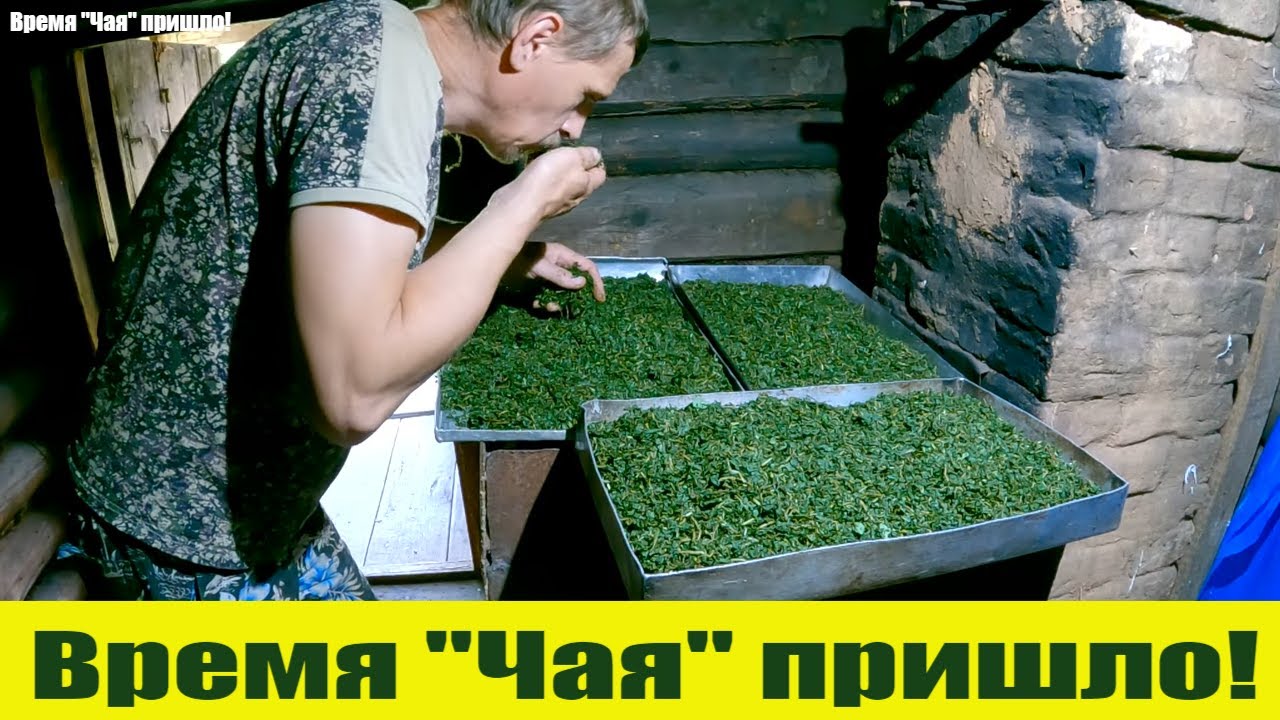 Дзен из города в деревню последнее видео