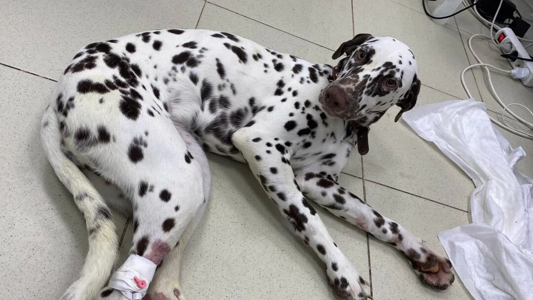 Узнав цену лечения, хозяин решил усыпить Далматинца | Зоомама | Дзен