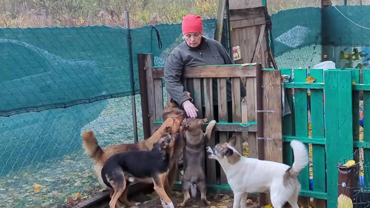 Видео приюта ковчег. Приют Ковчег Калининград дзен. Ковчег приют для животных Калининград. Приют Ковчег Калининград. Приют Ковчег Новороссийск.